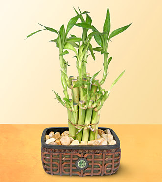 Lucky Bamboo  saksi iegi  Ankara Pursaklar online iek gnderme sipari 