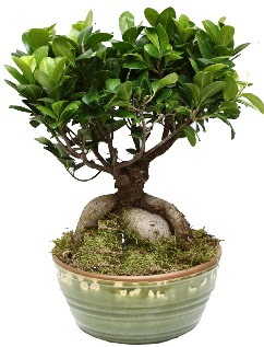 Japon aac bonsai saks bitkisi  Ankara Pursaklar hediye iek yolla 