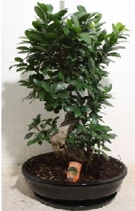 75 CM Ginseng bonsai Japon aac  Ankara Pursaklar nternetten iek siparii 