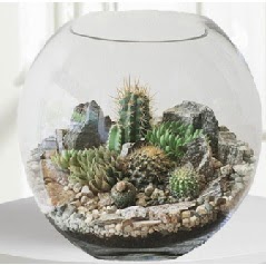 Cam fanus Terrarium 5 kakts  Ankara Pursaklar iek maazas , ieki adresleri 