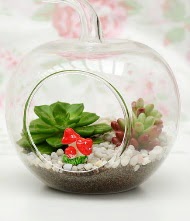 Kk elma terrarium 3 kakts  Ankara Pursaklar online iek gnderme sipari 