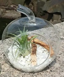 Elma kk boy terrarium 1 kakts  Ankara ieki maazas 