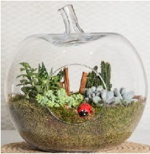 Elma terrarium orta boy 4 kakts  Ankara Pursaklar iek siparii sitesi 