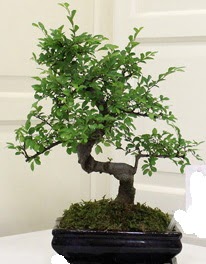 Bonsai saks iei  Ankara Pursaklar 14 ubat sevgililer gn iek 