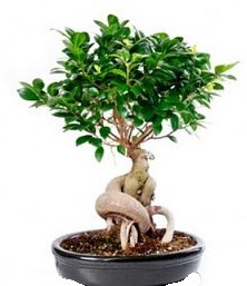 Bonsai japon aac seramik iinde  Ankara Pursaklar iekiler 