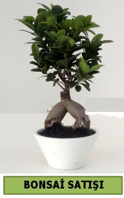 Bonsai japon aac sat  Ankara iek servisi , ieki adresleri 