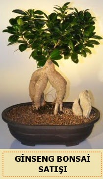 thal Ginseng bonsai sat japon aac  Ankara Pursaklar iek siparii sitesi 