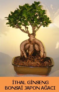 thal japon aac ginseng bonsai sat  Ankara Pursaklar hediye iek yolla 