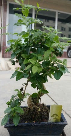 Bonsai japon aac saks bitkisi  Ankara Pursaklar iek siparii vermek 