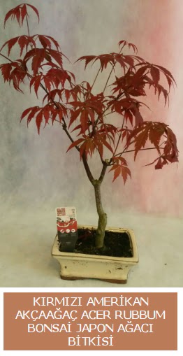 Amerikan akaaa Acer Rubrum bonsai  Ankara uluslararas iek gnderme 