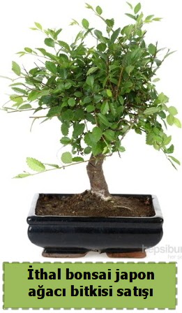 thal bonsai saks iei Japon aac sat  Ankara Pursaklar hediye iek yolla 