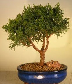 Servi am bonsai japon aac bitkisi  Ankara Pursaklar iek yolla 