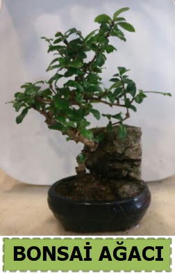 Bonsai aac japon aac sat  Ankara Pursaklar nternetten iek siparii 