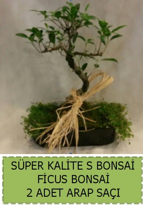 Ficus S Bonsai ve arap sa  Ankara Pursaklar ieki telefonlar 