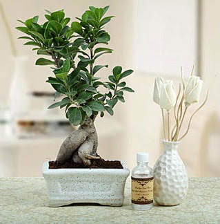 Ginseng ficus bonsai  Ankara Pursaklar iekiler 