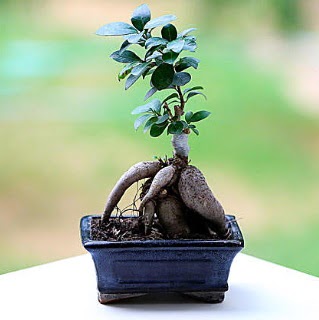 Marvellous Ficus Microcarpa ginseng bonsai  Ankara Pursaklar iek siparii vermek 