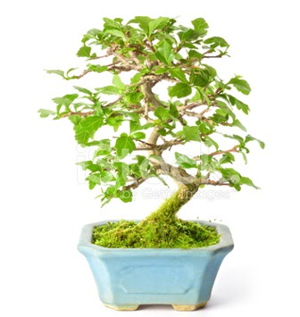 S zerkova bonsai ksa sreliine  Ankara Pursaklar hediye iek yolla 