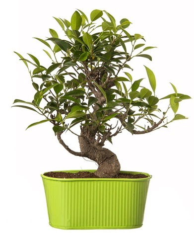 Ficus S gvdeli muhteem bonsai  Ankara Pursaklar iek siparii sitesi 