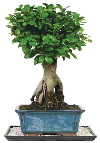 Bonsai Ginsing Grafted Ficus Bonsai  Ankara Pursaklar iek yolla 